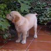 Photo de Golden retriever