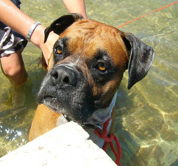 Photo de Boxer