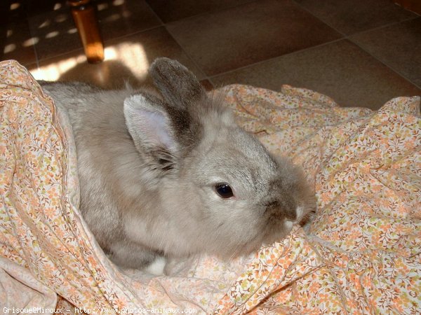 Photo de Lapin