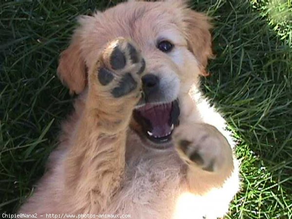 Photo de Golden retriever