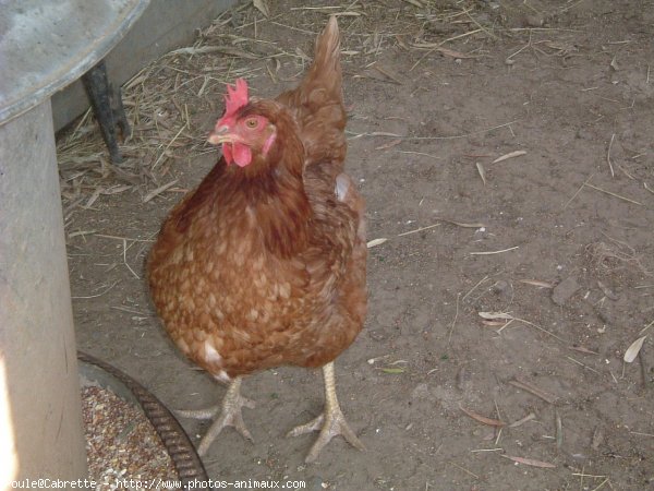 Photo de Poule