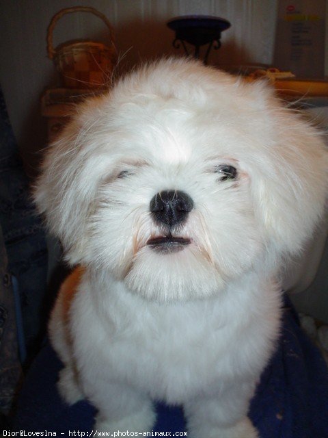 Photo de Lhassa apso