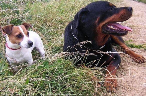 Photo de Races diffrentes