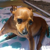 Photo de Pinscher nain