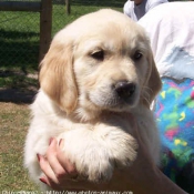 Photo de Golden retriever