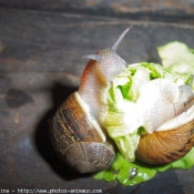 Photo d'Escargot