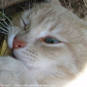 Photo de Chat domestique