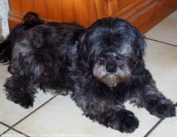 Photo de Lhassa apso