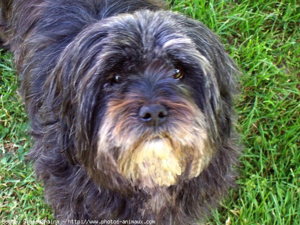 Photo de Lhassa apso