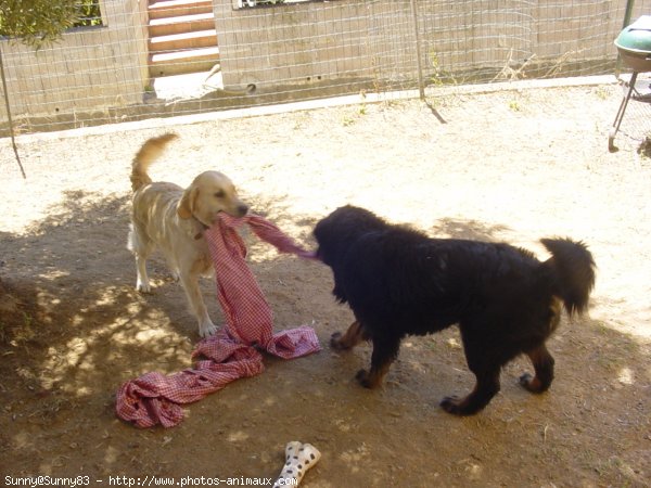 Photo de Golden retriever