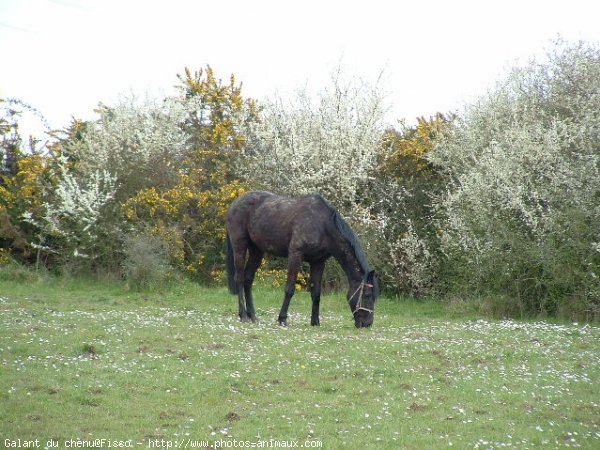 Photo de Trotteur franais