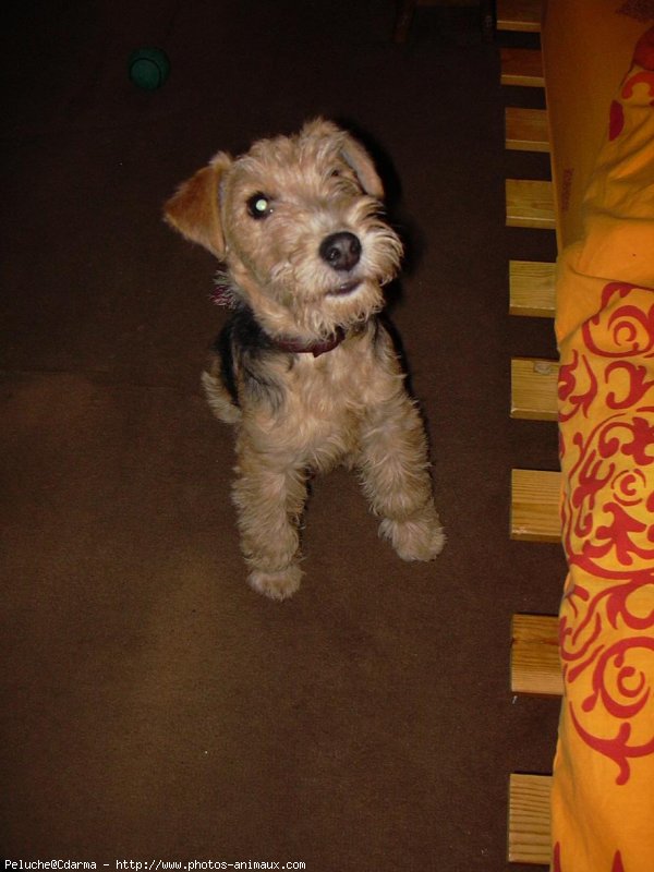 Photo de Lakeland terrier