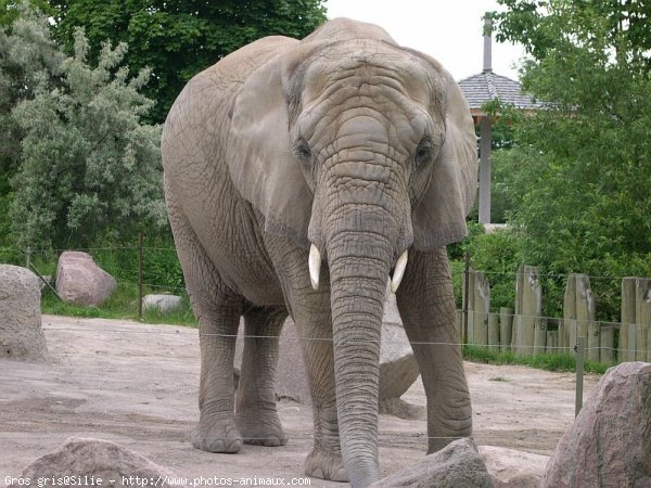 Photo d'Elphant d'afrique