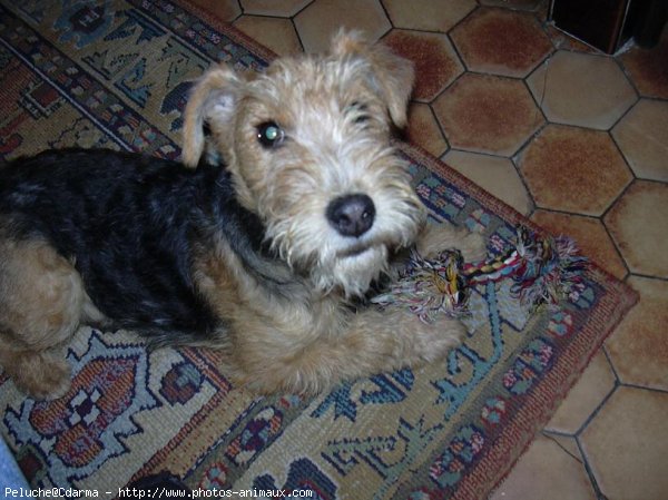 Photo de Lakeland terrier