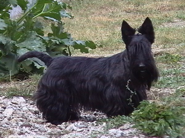 Photo de Scottish terrier