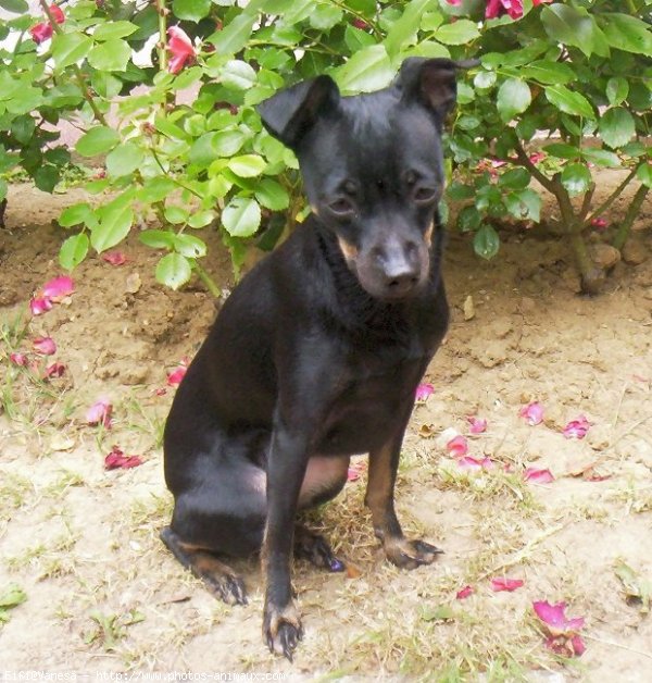 Photo de Pinscher nain