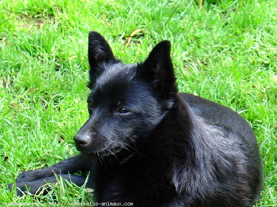 Photo de Schipperke