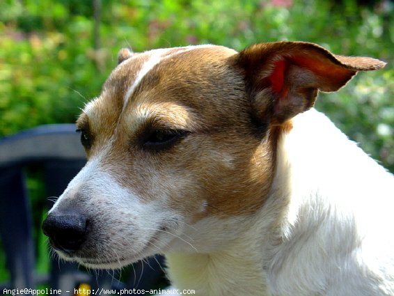 Photo de Jack russell terrier