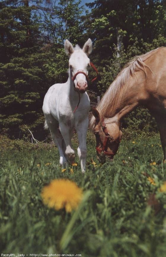 Photo de Palomino