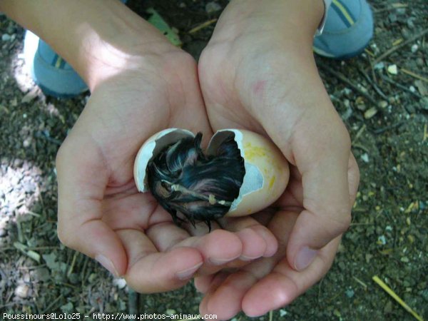 Photo de Poule