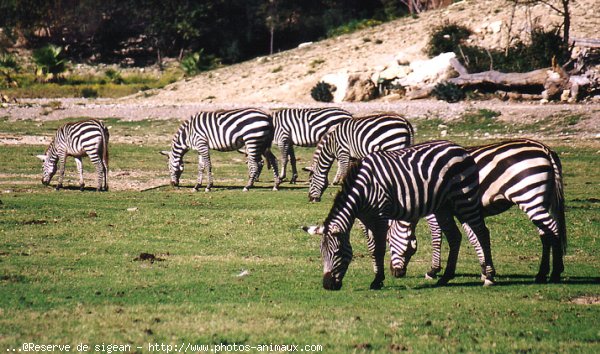 Photo de Zebre