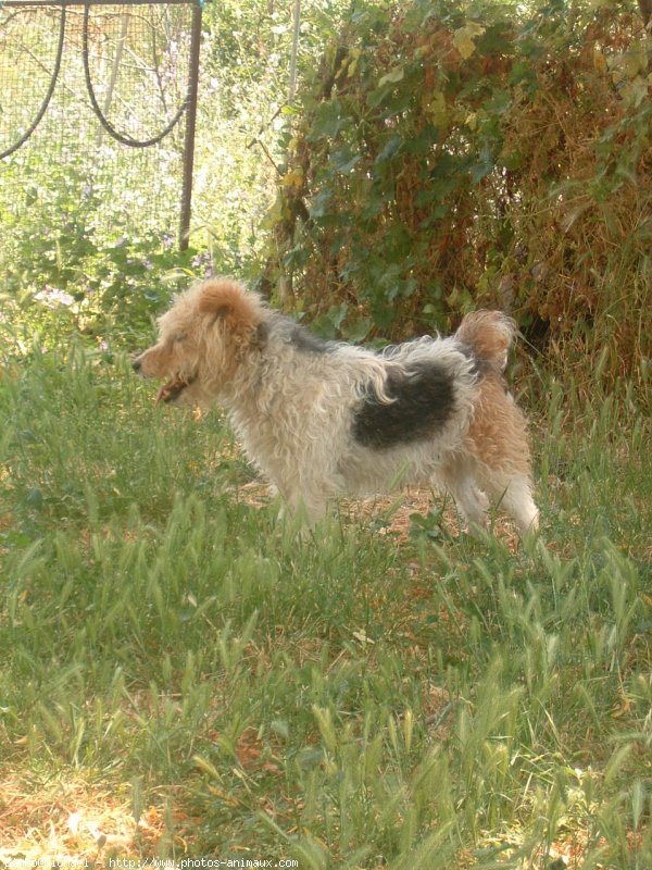 Photo de Fox terrier  poil dur