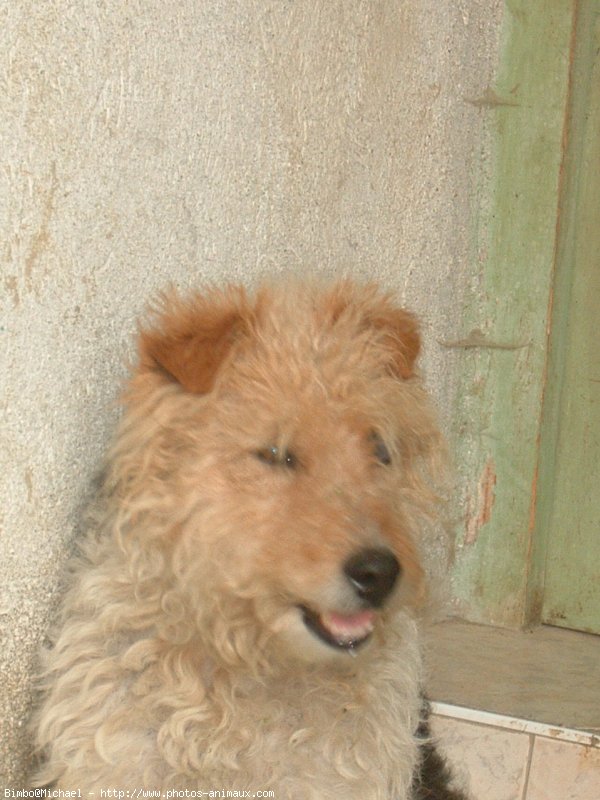 Photo de Fox terrier  poil dur