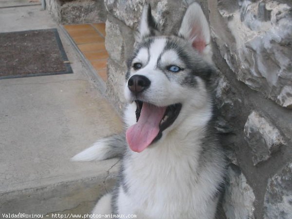 Photo de Husky siberien