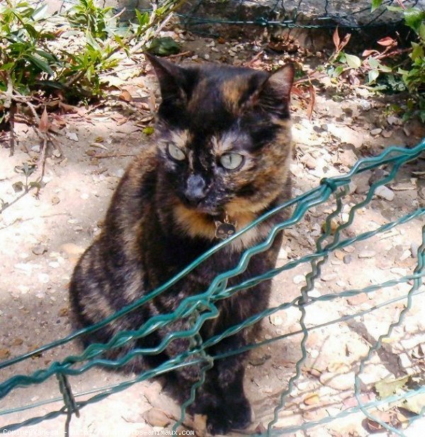 Photo de Chat domestique