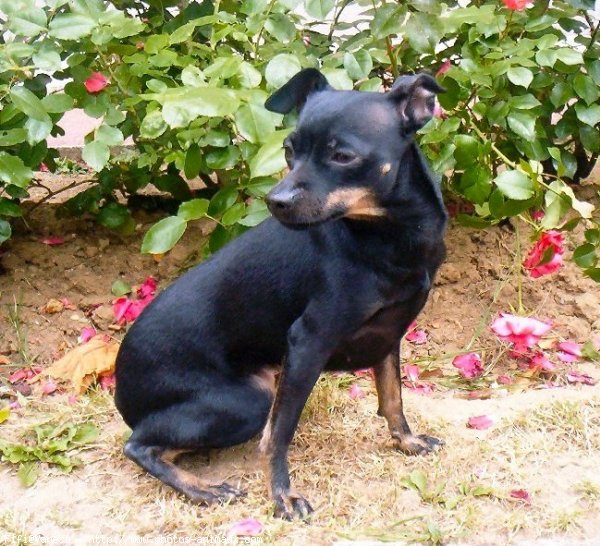 Photo de Pinscher nain