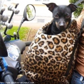 Photo de Pinscher nain