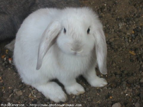 Photo de Lapin