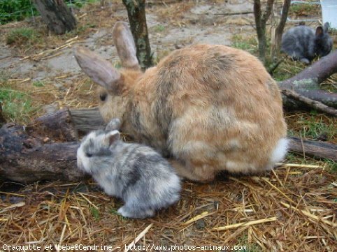 Photo de Lapin