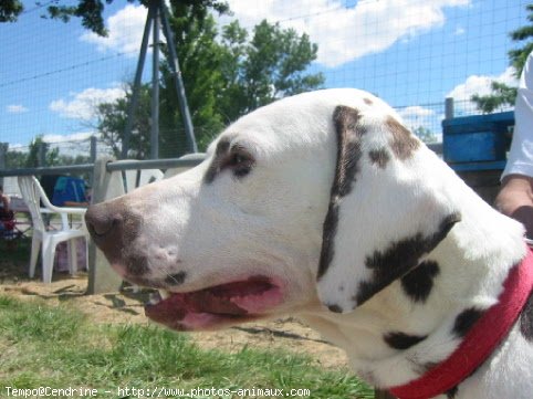 Photo de Dalmatien