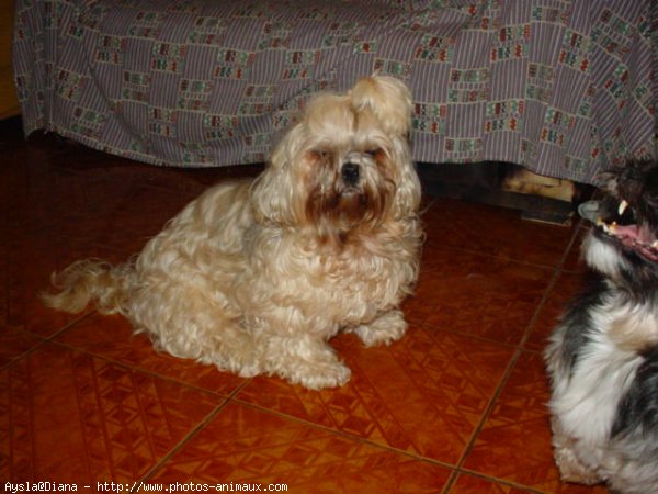 Photo de Lhassa apso