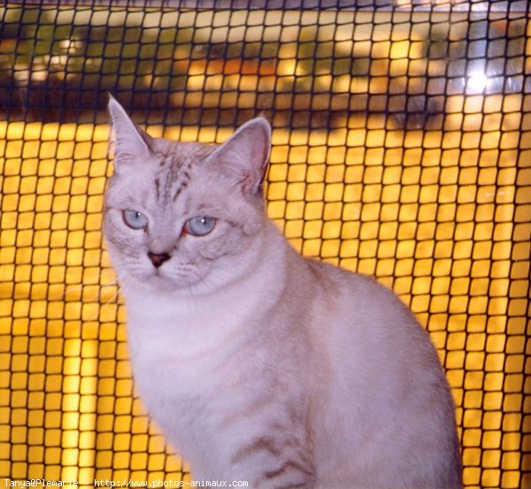 Photo de British shorthair