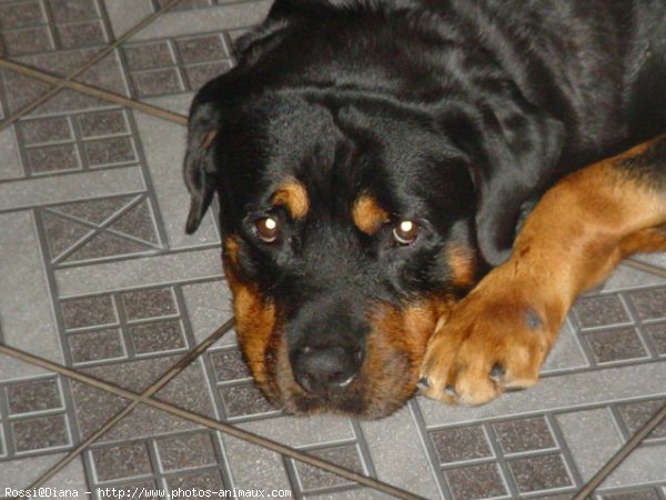 Photo de Rottweiler