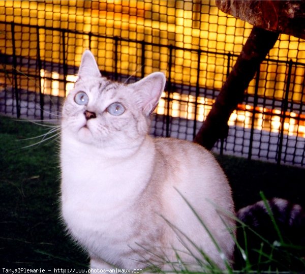 Photo de British shorthair