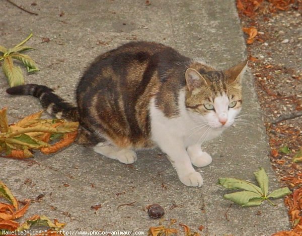 Photo de Chat domestique