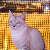 Photo de British shorthair