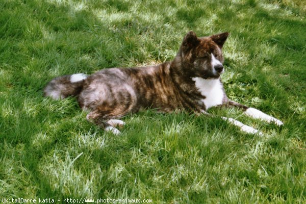 Photo d'Akita inu