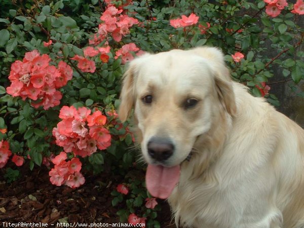 Photo de Golden retriever