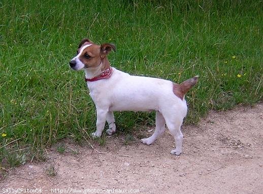 Photo de Jack russell terrier