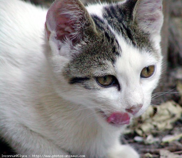 Photo de Chat domestique