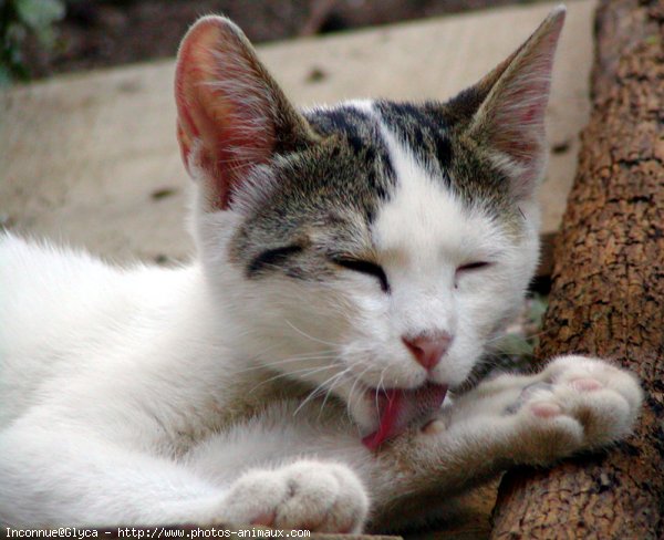 Photo de Chat domestique