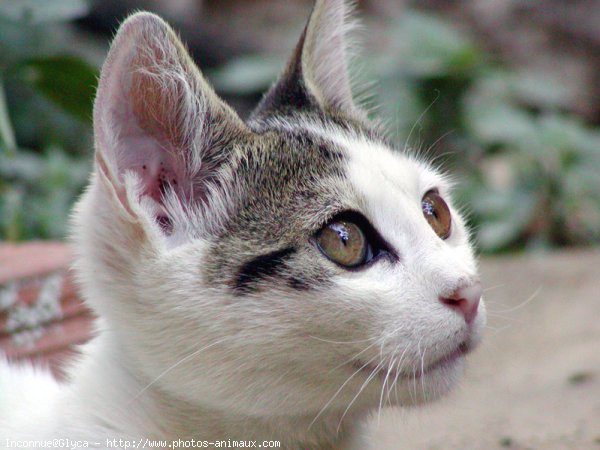 Photo de Chat domestique