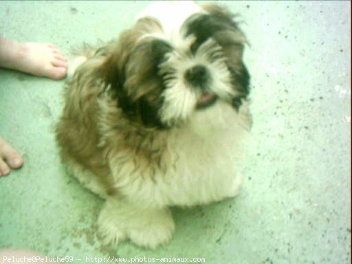 Photo de Shih tzu