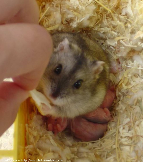 Photo de Hamster