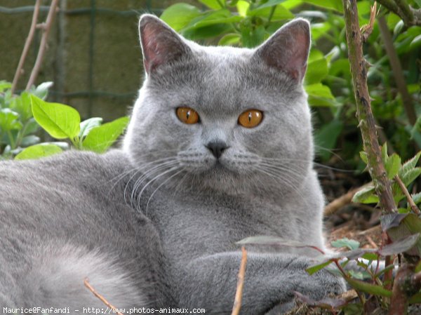 Photo de British shorthair