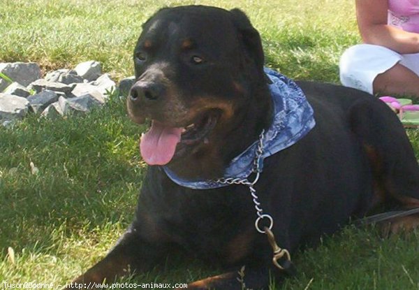 Photo de Rottweiler